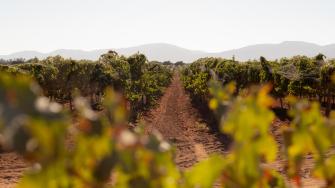 Viñedos de Monte Xanic.