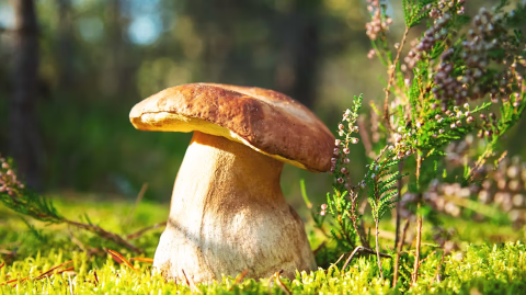Boletus Edulis, seta comestible.
